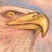 Tattoos - Bald Eagle - 19501